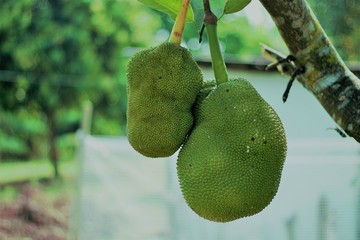 Two green jack fruit that are not fully mature.