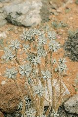 organic concept: plant (small tree)