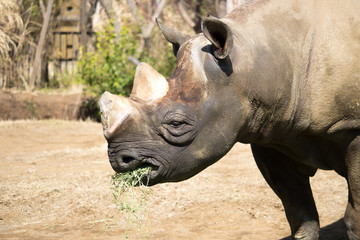 Obraz premium 草を食べるサイ