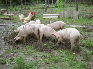 Piglets in a garden