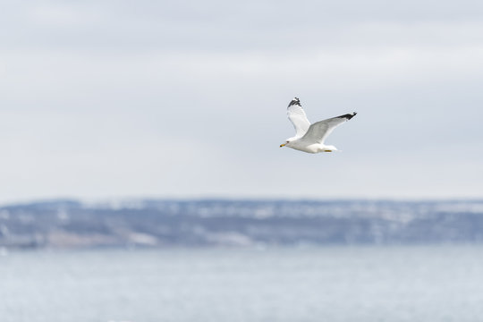 pájaros volando