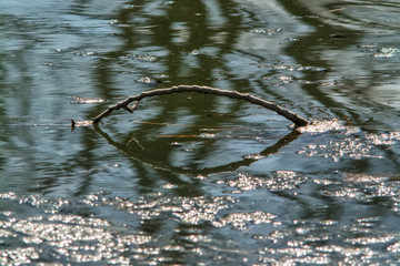 A branch of water with reflection looks like a fish