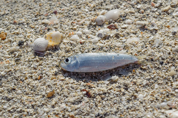 Рыба на песке с ракушками.