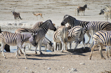 Fototapeta na wymiar Waterhole with Zebras 