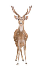 axis deer isolated