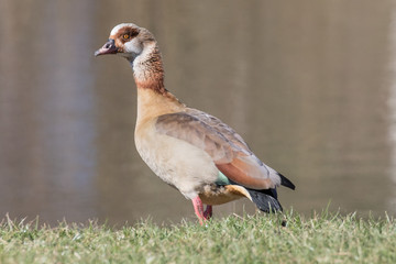 Nilgans am Wasser