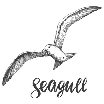 bird seagull, wildlife hand drawn vector illustration realistic sketch