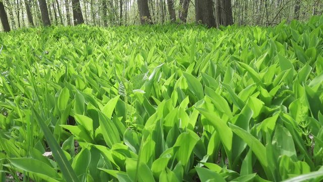 camera moves on the spring wood lengthways a glade with leaves of a lily of the valley