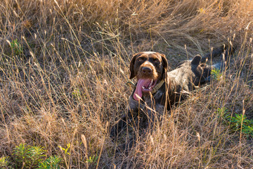 Hunting dog resting on the grass, German hunting watchdog drahthaar