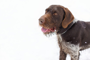 German hunting watchdog drahthaar, Beautiful dog portrait in winter