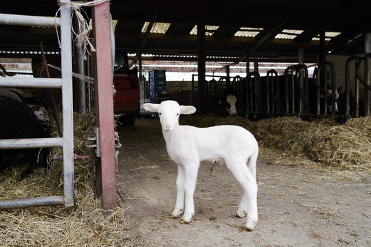 A lamb in a stable.