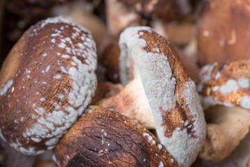 Mold on mushrooms. Moldy Rotten Mushrooms.