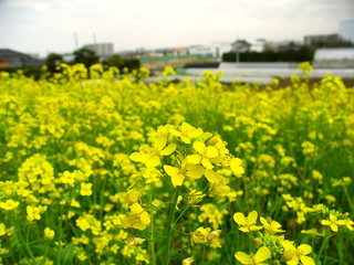 菜の花咲く郊外の風景