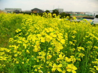 菜の花咲く郊外の野原風景