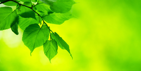 Fototapeta na wymiar green leaves background in sunny day