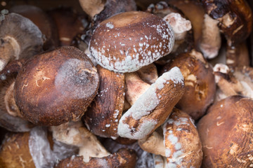 Mold on mushrooms. Moldy Rotten Mushrooms.