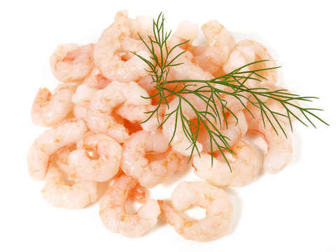 Eismeer Shrimps