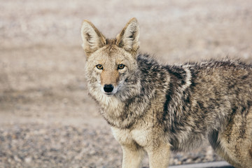 Coyote in Nature Background 