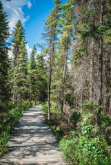Obraz premium Forest Path