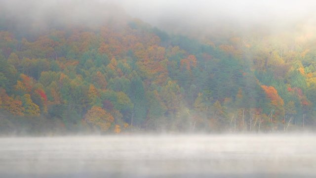Foggy forest and lake at morning