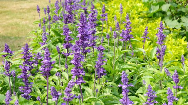 Salvia farinacea benth in garden