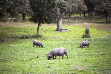 Cerdos de raza ibérica