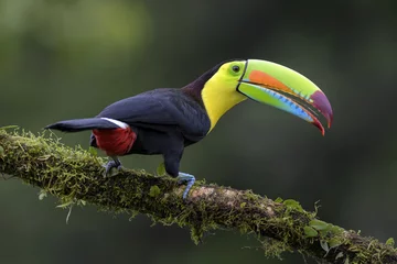 Foto op Plexiglas Toekan Kielsnaveltoekan - Ramphastos sulfuratus, grote kleurrijke toekan uit het bos van Costa Rica met zeer gekleurde snavel.