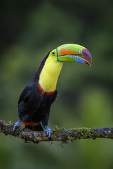 Keel-billed Toucan - Ramphastos sulfuratus, large colorful toucan from Costa Rica forest with very colored beak.