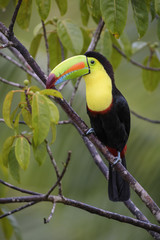 Keel-billed Toucan - Ramphastos sulfuratus, large colorful toucan from Costa Rica forest with very colored beak.