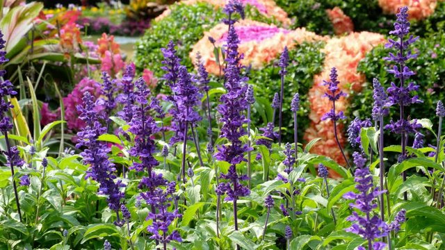 Salvia farinacea benth in garden