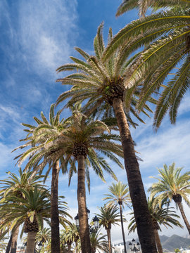 Palm trees along the coast in Nerja at beautiful sunny day. Image of tropical vacation and sunny happiness. Spain