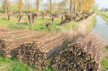 Osiers and pollard willow trees