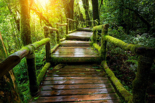  A wooden bridge in the rainforest.