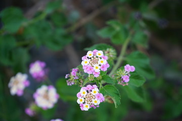 Blüten