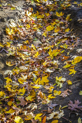 Fall leaves on the ground