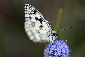 PAPILLON