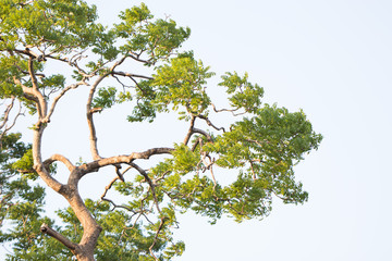 Green tree branching on a bright sky background. Look at cool and refresh in the evening with sunshine. Soft focus and blur. Copy space.