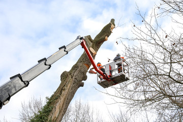 Slaughter of a poplar