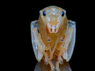 Extreme macro shot The queen ant Black Background