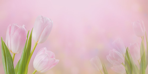 Obraz na płótnie Canvas Spring tulip flowers