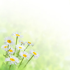 Background with chamomile flowers
