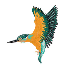 Kingfisher isolated. Vector illustration of a bird on white background