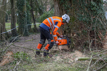 Slaughter of a poplar