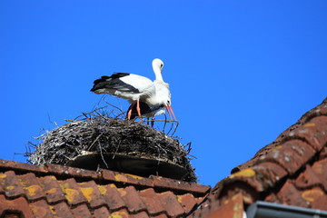 Die Brutzeit der Weißstörche hat begonnen