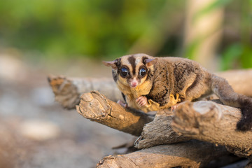 Sugar glider catch on timber in the forest. Looking for natural feed in natural. It ‘scute and flyable. Soft focus and blur. (Petaurus breviceps)