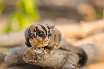Sugar glider catch on timber in the forest. Looking for natural feed in natural. It ‘scute and flyable. Soft focus and blur. (Petaurus breviceps)
