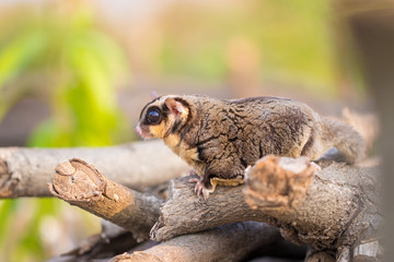 Sugar glider catch on timber in the forest. Looking for natural feed in natural. It ‘scute and flyable. Soft focus and blur. (Petaurus breviceps)