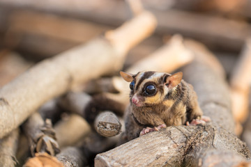 Sugar glider catch on timber in the forest. Looking for natural feed in natural. It ‘scute and flyable. Soft focus and blur. (Petaurus breviceps)