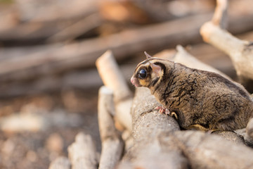 Sugar glider catch on timber in the forest. Looking for natural feed in natural. It ‘scute and flyable. Soft focus and blur. (Petaurus breviceps)
