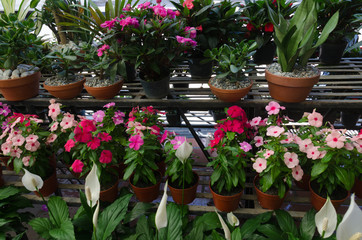 Fototapeta na wymiar Various colorful flowers and tropical plants growing in garden center. Plants are for sale in nursery. 